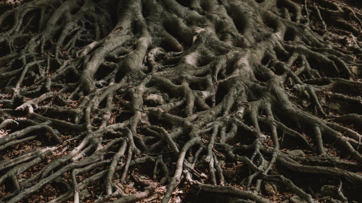 La raíz de las palabras